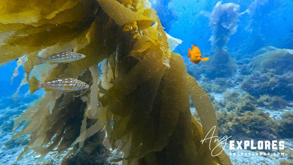 garibaldi and sea kelp