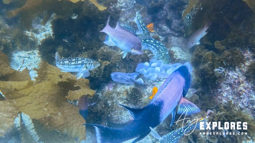 fish and salp